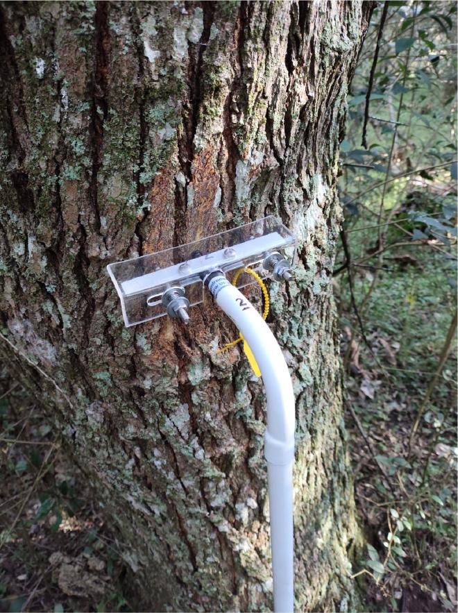 La estación dendrométrica puede registrar variaciones de micrómetros en el diámetro de los árboles. (Radar). Crédito de la imagen: UNCiencia