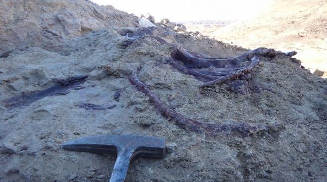 Foto de los primeros huesos observados de Joaquinraptor casali. Crédito de la imagen: Lucio Ibiricu et al.