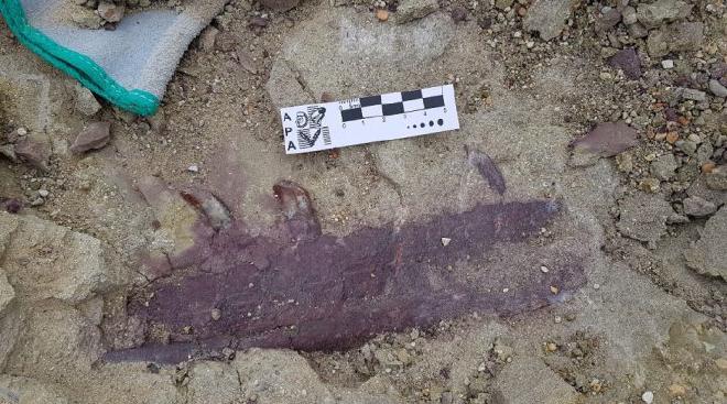 Mandíbula derecha de Joaquinraptor casali. Foto: gentileza Marcelo Luna.