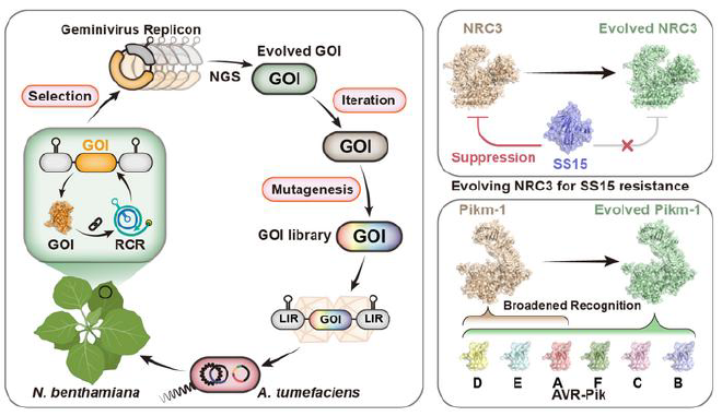 Representación gráfica de la plataforma GRAPE y sus aplicaciones. Crédito de la imagen: GAO Caixia