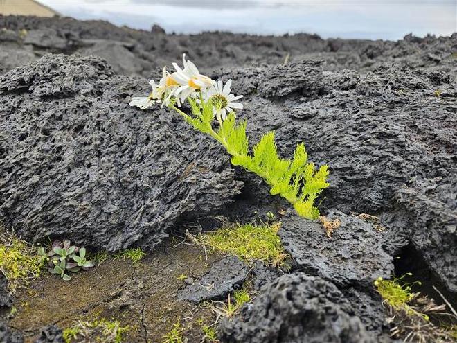 Plantas colonizan el campo de lava en la isla de Surtsey. Crédito de la imagen: Pawel Wasowicz