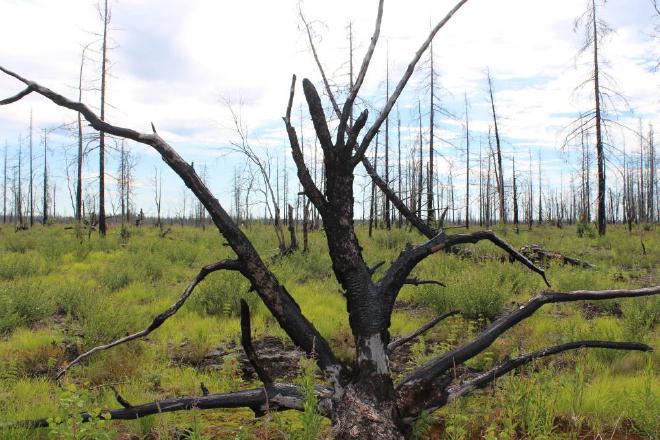 Incendios en la tundra. La devastación causada por los incendios es evidente en la tundra forestal, la zona de transición sur, donde el paisaje típico de la tundra está salpicado de bosques de alerces y pinos. Crédito y Copyright de la imagen: Anastasiya Kurka
