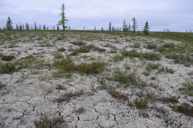 Zonas de tundra en el distrito de Tazovsky en 2018. La primera imagen muestra una sección de terreno 28 años después del incendio, mientras que la segunda muestra una parcela de un área de control no quemada, situada fuera de la zona afectada por el incendio. Los distintos tipos de vegetación son claramente visibles: el paisaje quemado presenta más arbustos y plantas leñosas, mientras que el área no quemada está cubierta predominantemente de líquenes. Crédito y Copyright de la imagen: Daniel Rieker