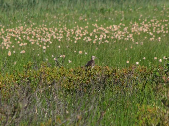 Andarríos bastardo. Un andarríos bastardo (
    Tringa glareola) se posa sobre rododendros (
    Rhododendron tomentosum, o té de Labrador), junto a ramas de 
    Betula nana, el abedul enano. Esta pequeña limícola suele anidar en zonas de tundra y tundra forestal. Al fondo, se aprecian frutos esponjosos de 
    Eriophorum (junco algodonero, &ldquo;пушица&rdquo; en ruso). El junco algodonero es una planta muy típica de los humedales de turba. Crédito y Copyright de la imagen: Evgeniya Pravdolyubova