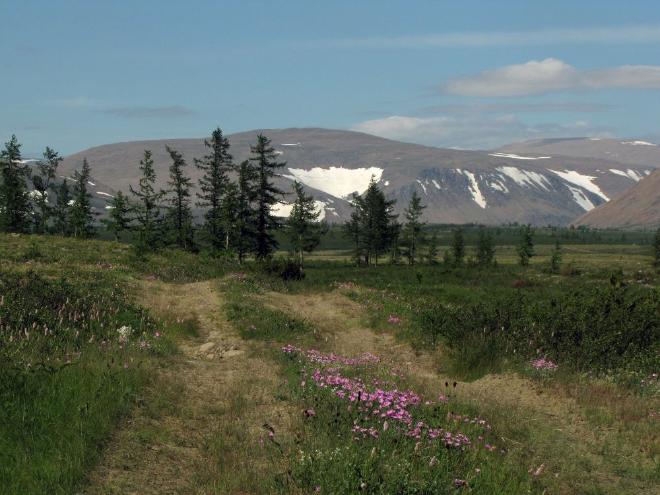 Un paisaje infinito. En el verano de 2018, un grupo diverso de científicos emprendió una expedición a la tundra ártica de Siberia. Crédito y Copyright: Evgeniya Pravdolyubova