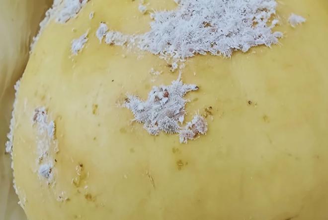 En la imagen se observan las hembras ovíparas y los sacos ovígeros de Pseudococcus viburni correspondiente a la cría artificial. Crédito de la imagen: INTA Alto Valle