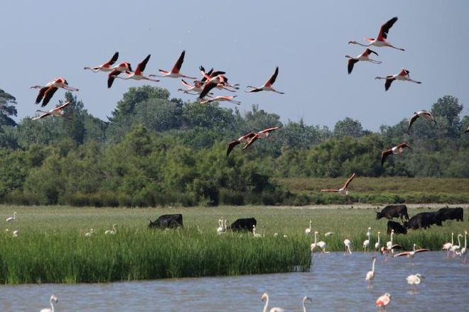 Ganado pastando en un área protegida de la Camarga, Francia. Crédito y copyright de la imagen: J.Jalbert-TourduValat