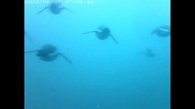 Captura de pantalla de un vídeo de Pingüinos Africanos nadando. Crédito: Jacqueline Glencross