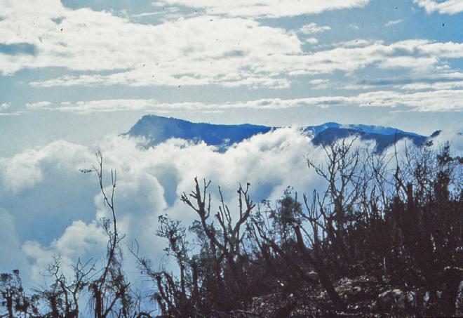 Los residentes locales queman las zonas que no son aptas para el cultivo de alimentos y recogen los esqueletos de árboles carbonizados resultantes para producir carbón vegetal. Crédito de la imagen: Roger Portell